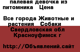 палевая девочка из питомника › Цена ­ 40 000 - Все города Животные и растения » Собаки   . Свердловская обл.,Красноуфимск г.